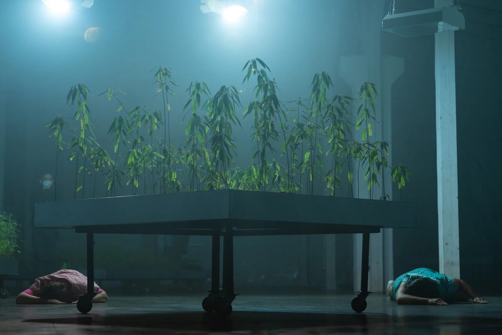 The Rite of Spring for Desmodium and Mimosa Pudica — Warsaw 2021